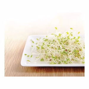 GERMEN ALFALFA