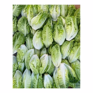 LECHUGA BABY