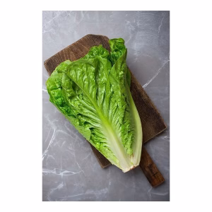 LECHUGA LARGA