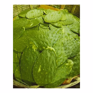 NOPAL